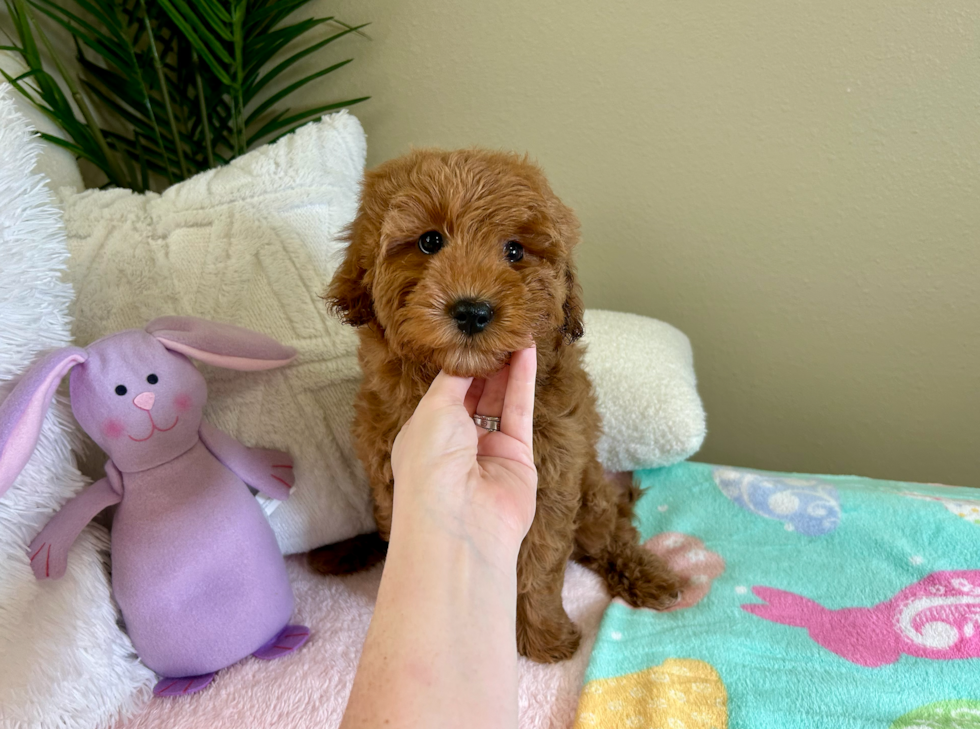 Cute Mini Goldendoodle Poodle Mix Pup
