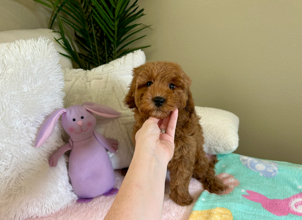Cute Mini Goldendoodle Baby