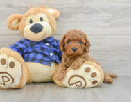 8 week old Mini Goldendoodle Puppy For Sale - Lone Star Pups