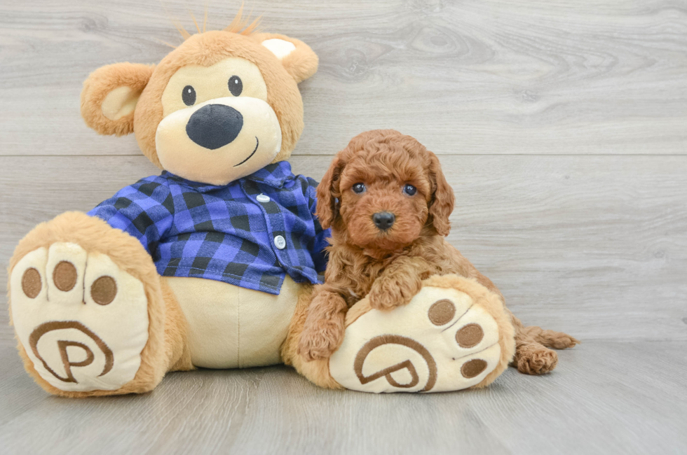 7 week old Mini Goldendoodle Puppy For Sale - Lone Star Pups