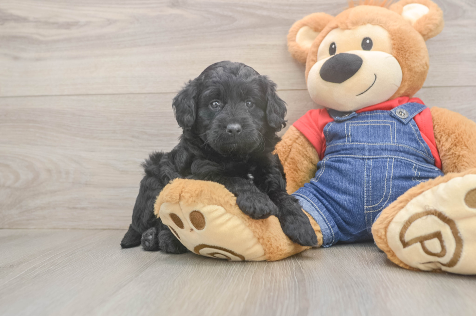 5 week old Mini Goldendoodle Puppy For Sale - Lone Star Pups