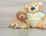 7 week old Mini Goldendoodle Puppy For Sale - Lone Star Pups