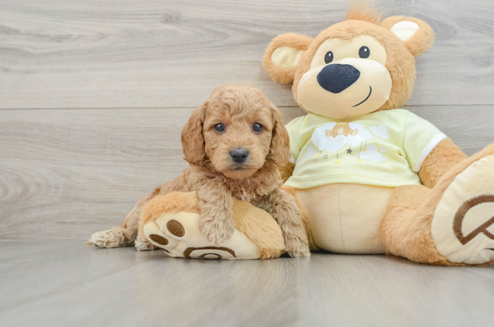 6 week old Mini Goldendoodle Puppy For Sale - Lone Star Pups