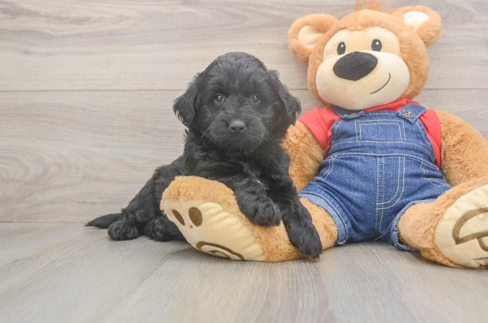 5 week old Mini Goldendoodle Puppy For Sale - Lone Star Pups