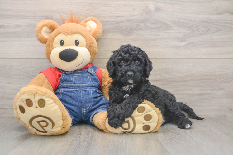 Best Mini Goldendoodle Baby