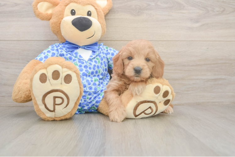 Hypoallergenic Mini Goldiepoo Poodle Mix Puppy
