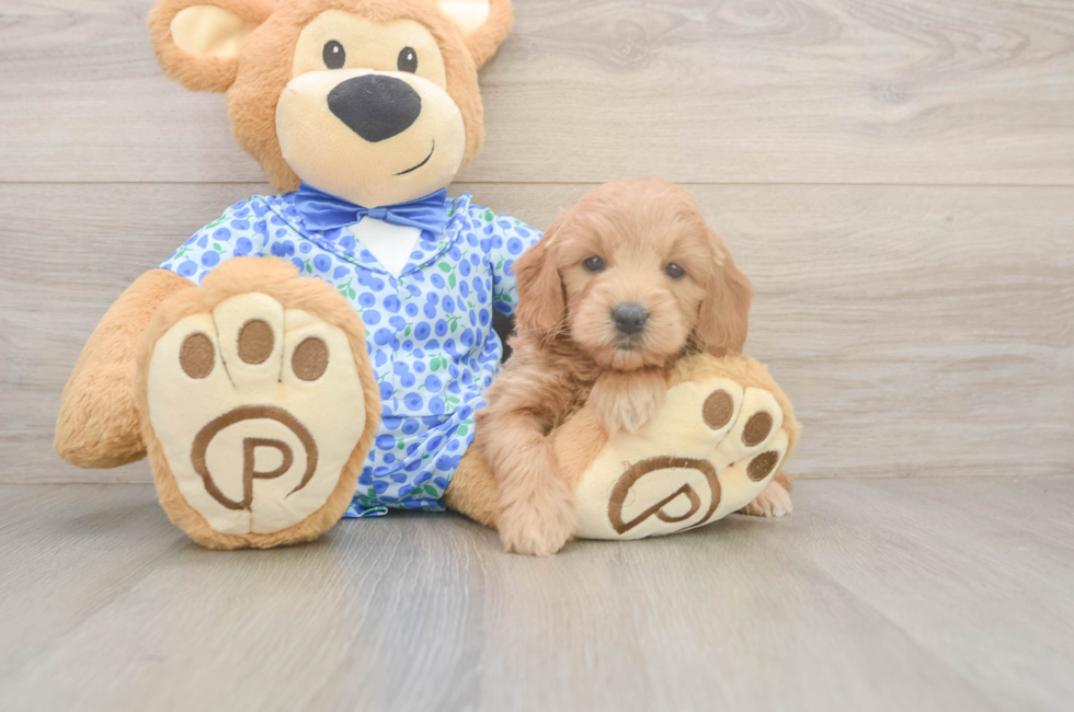6 week old Mini Goldendoodle Puppy For Sale - Lone Star Pups