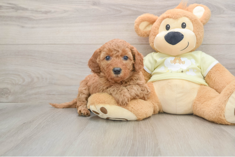 Playful Mini Groodle Poodle Mix Puppy