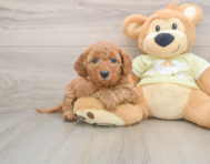 7 week old Mini Goldendoodle Puppy For Sale - Lone Star Pups