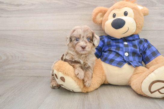 Fluffy Mini Goldendoodle Poodle Mix Pup