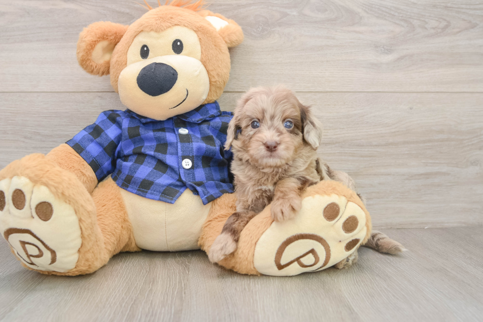 Friendly Mini Goldendoodle Baby