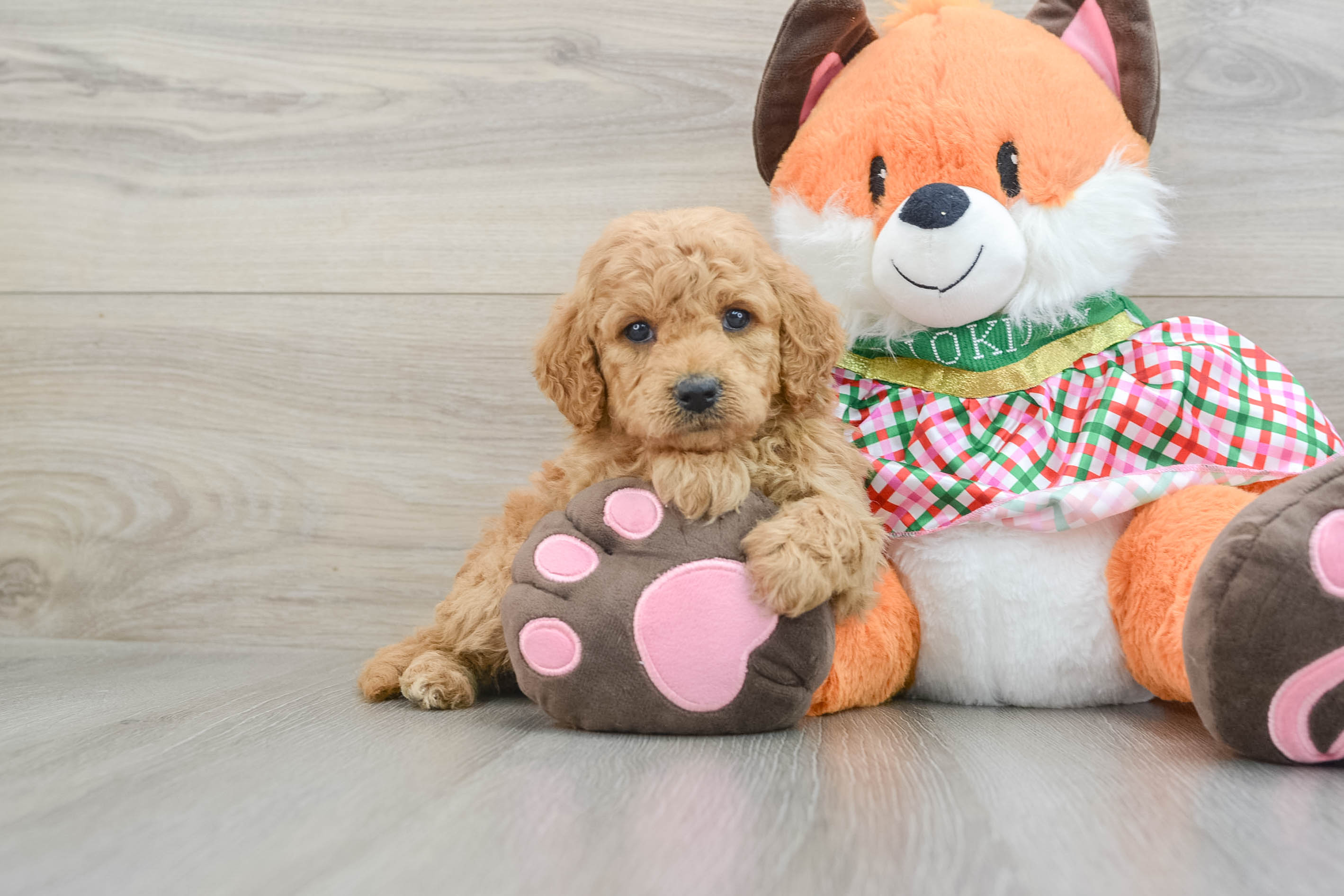 Friendly Mini Goldendoodle Baby