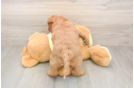 Funny Mini Goldendoodle Poodle Mix Pup