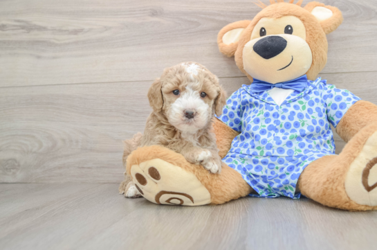 Cute Mini Goldendoodle Baby