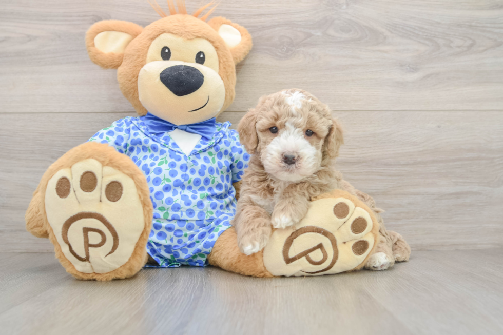 Hypoallergenic Mini Goldiepoo Poodle Mix Puppy