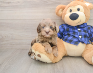 7 week old Mini Goldendoodle Puppy For Sale - Lone Star Pups