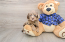 Popular Mini Goldendoodle Poodle Mix Pup