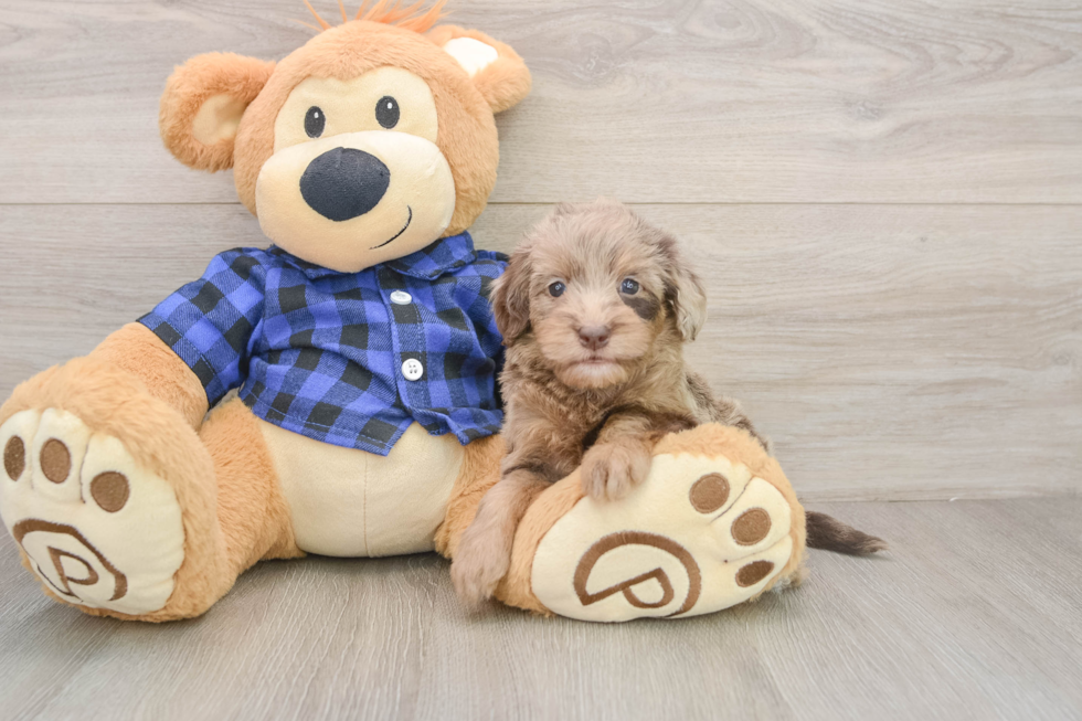 Small Mini Goldendoodle Baby