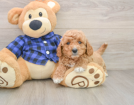 6 week old Mini Goldendoodle Puppy For Sale - Lone Star Pups