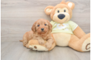 Small Mini Goldendoodle Baby