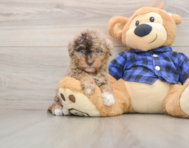 8 week old Mini Goldendoodle Puppy For Sale - Lone Star Pups