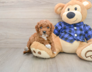 6 week old Mini Goldendoodle Puppy For Sale - Lone Star Pups