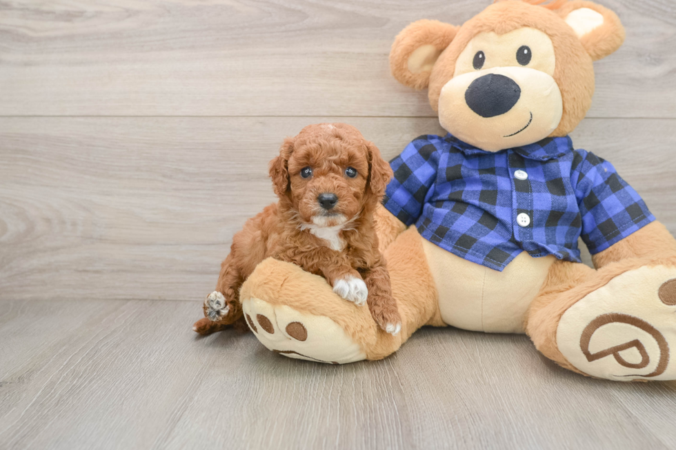 Mini Goldendoodle Pup Being Cute