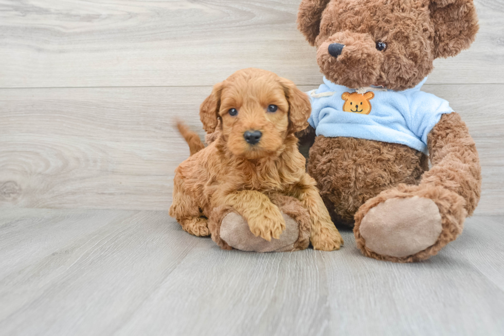 Little Golden Retriever Poodle Mix Puppy