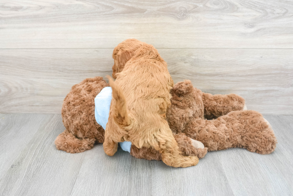 Mini Goldendoodle Pup Being Cute