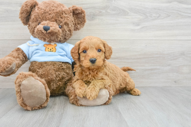 Fluffy Mini Goldendoodle Poodle Mix Pup