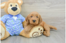 Best Mini Goldendoodle Baby