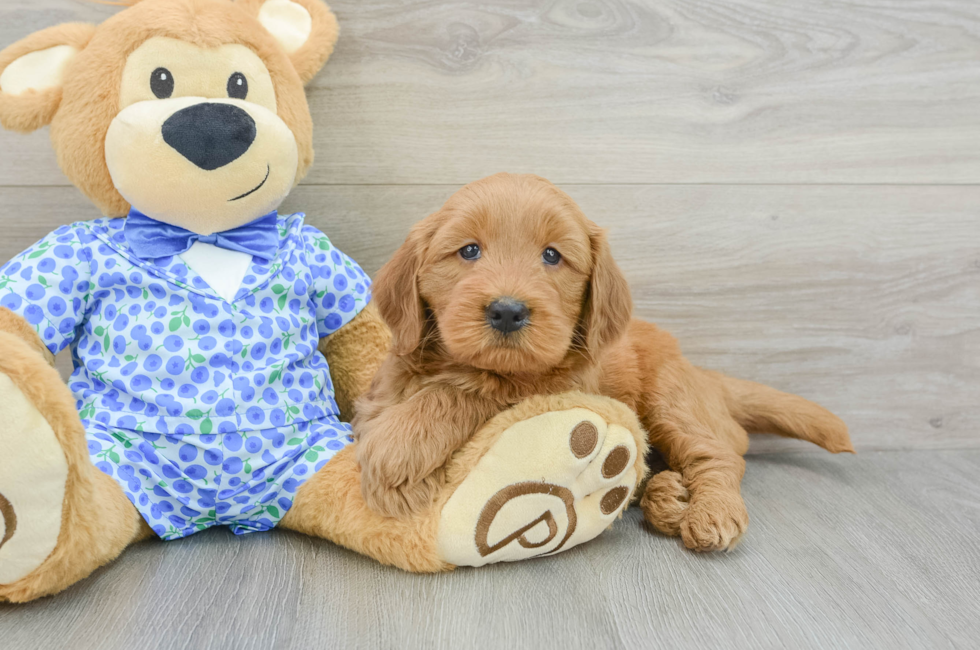 5 week old Mini Goldendoodle Puppy For Sale - Lone Star Pups