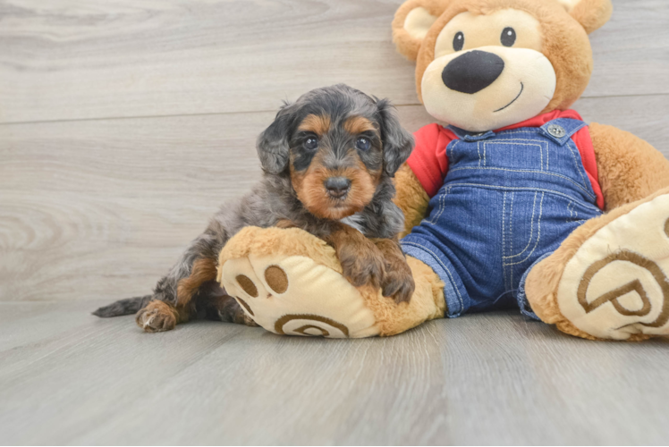 Best Mini Goldendoodle Baby