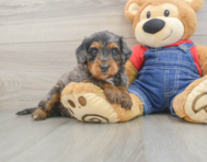 8 week old Mini Goldendoodle Puppy For Sale - Lone Star Pups