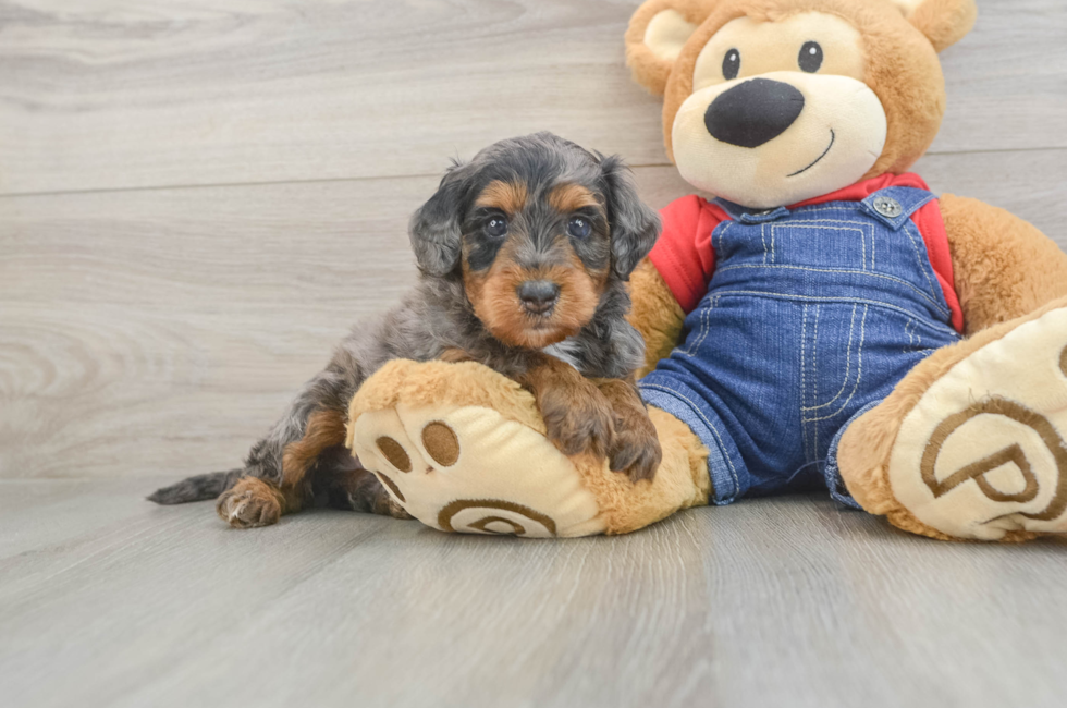 6 week old Mini Goldendoodle Puppy For Sale - Lone Star Pups