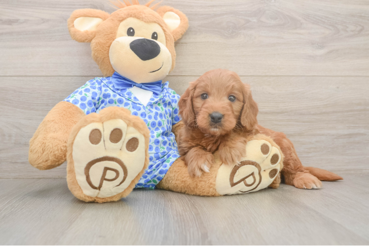 Cute Mini Goldendoodle Baby