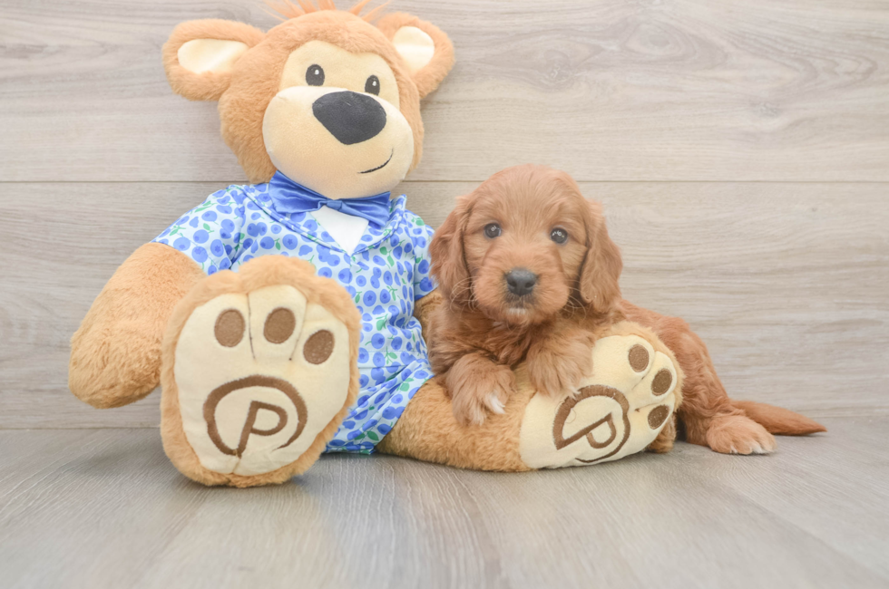 6 week old Mini Goldendoodle Puppy For Sale - Lone Star Pups