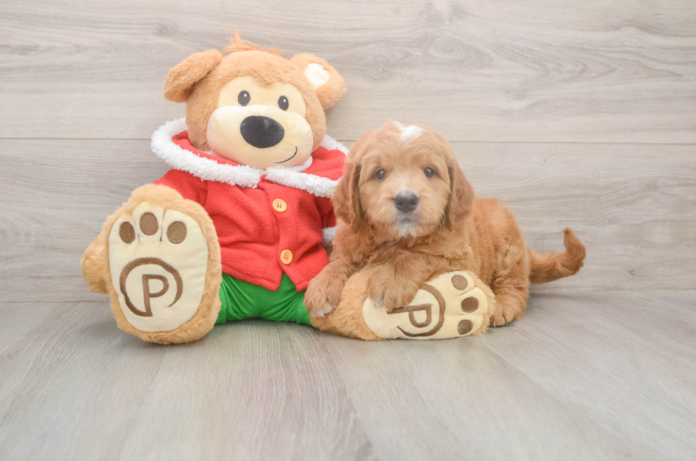 5 week old Mini Goldendoodle Puppy For Sale - Lone Star Pups