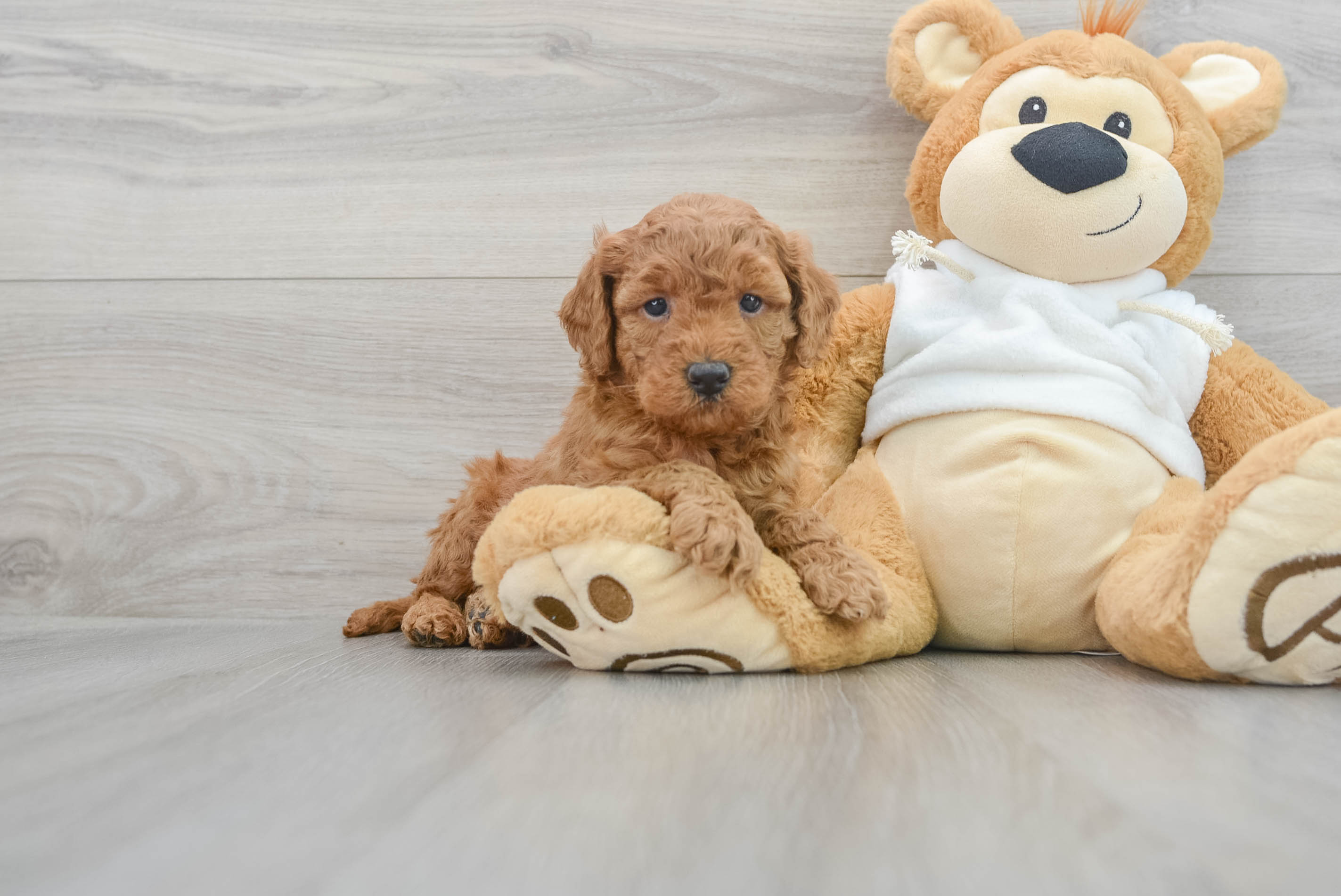 Lonestar goldendoodle hot sale