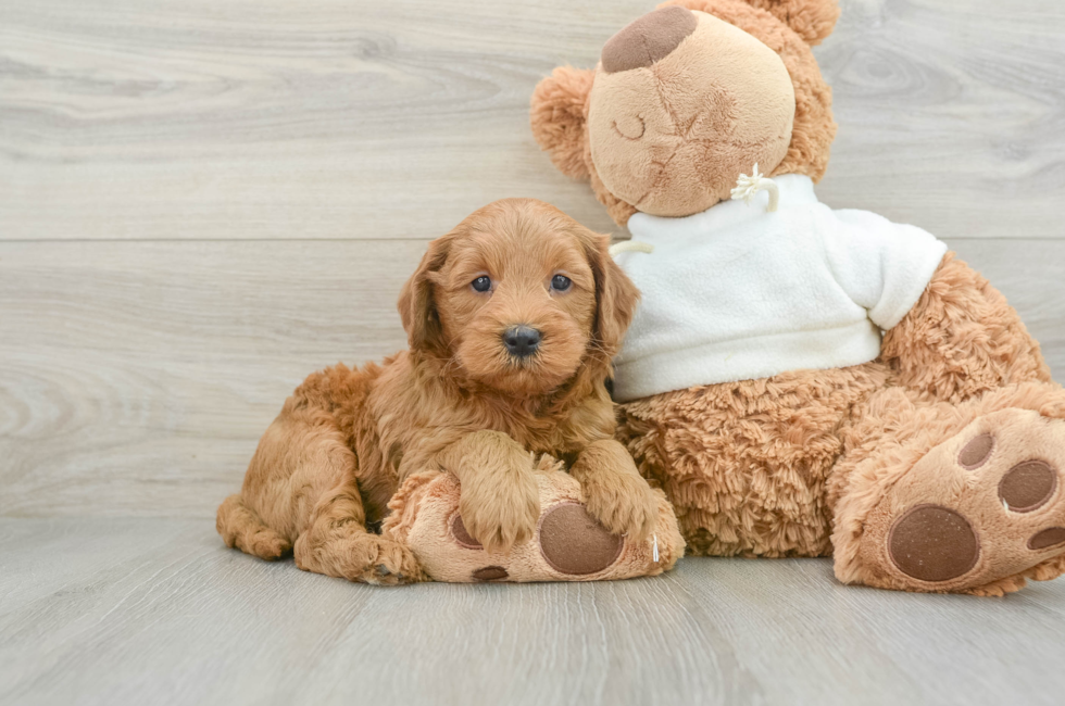 6 week old Mini Goldendoodle Puppy For Sale - Lone Star Pups