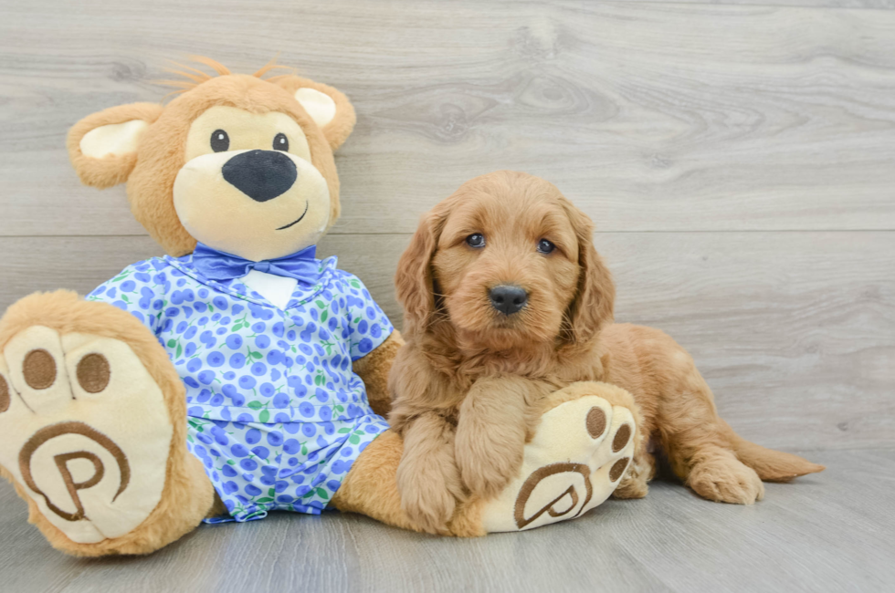 5 week old Mini Goldendoodle Puppy For Sale - Lone Star Pups