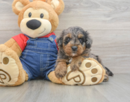 8 week old Mini Goldendoodle Puppy For Sale - Lone Star Pups