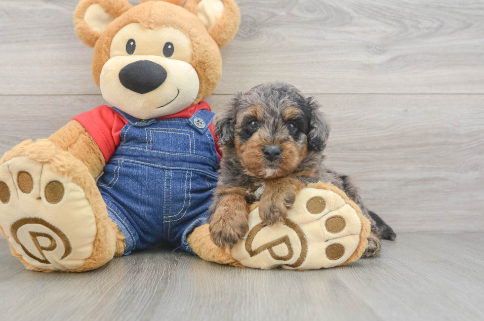 6 week old Mini Goldendoodle Puppy For Sale - Lone Star Pups