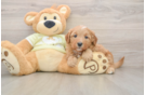 Little Mini Goldenpoo Poodle Mix Puppy
