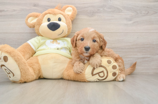 Little Mini Goldenpoo Poodle Mix Puppy