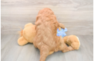 Mini Goldendoodle Puppy for Adoption