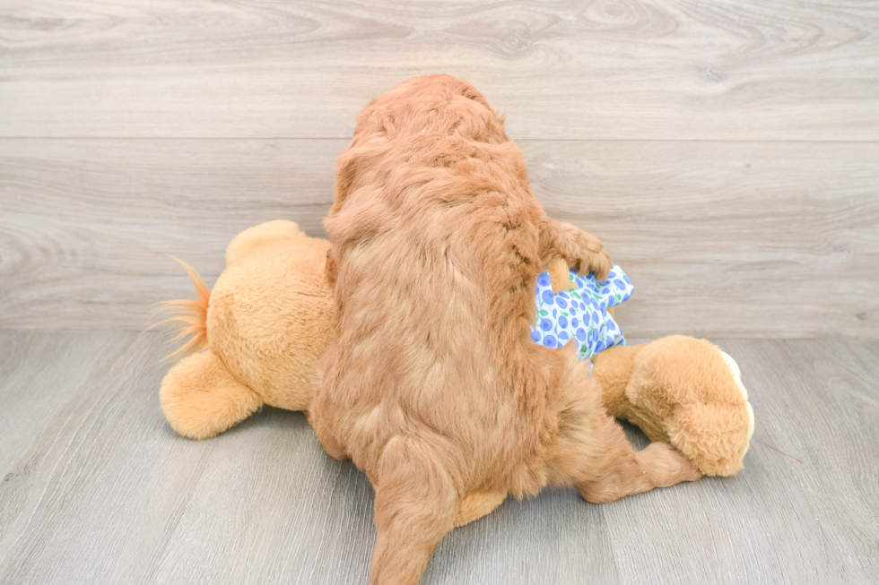 Mini Goldendoodle Puppy for Adoption