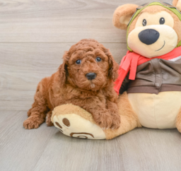 7 week old Mini Goldendoodle Puppy For Sale - Lone Star Pups