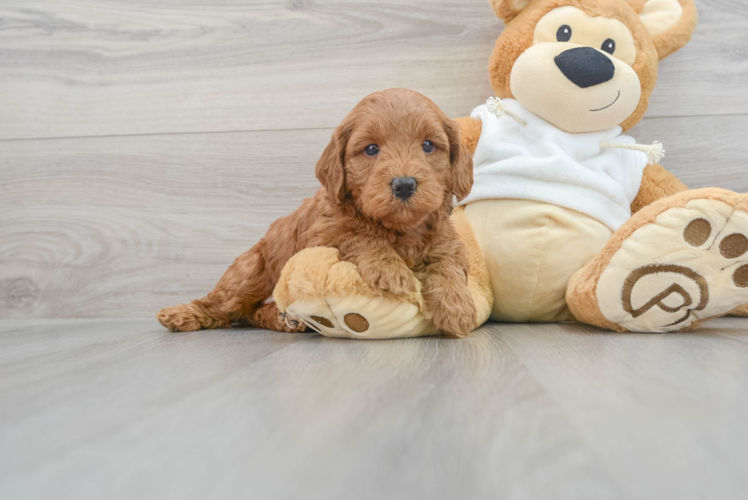Mini Goldendoodle Puppy for Adoption