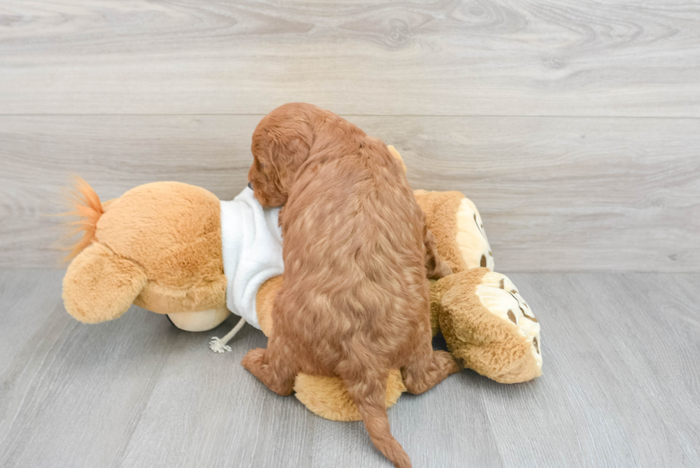 Best Mini Goldendoodle Baby